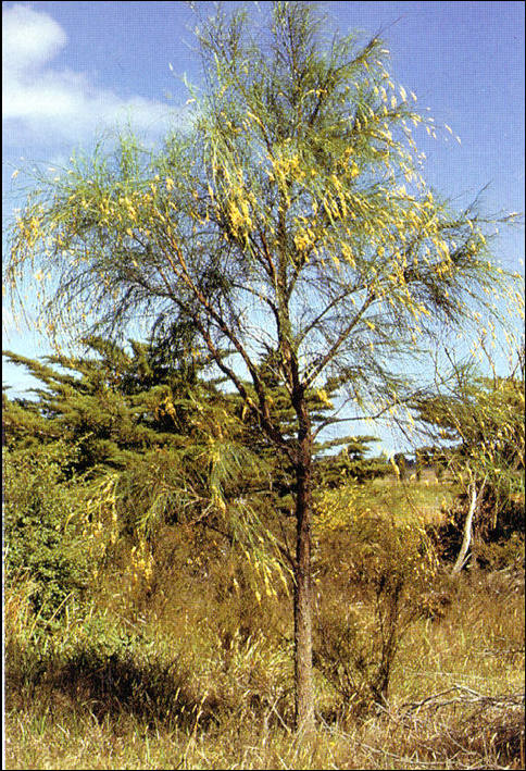 plants